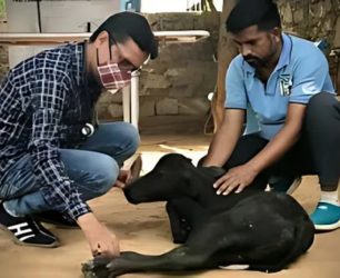 Championing the Cause: Animal Welfare and Advocacy